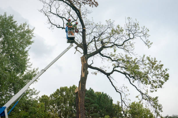 Trusted Seaside, CA Tree Care Services Experts