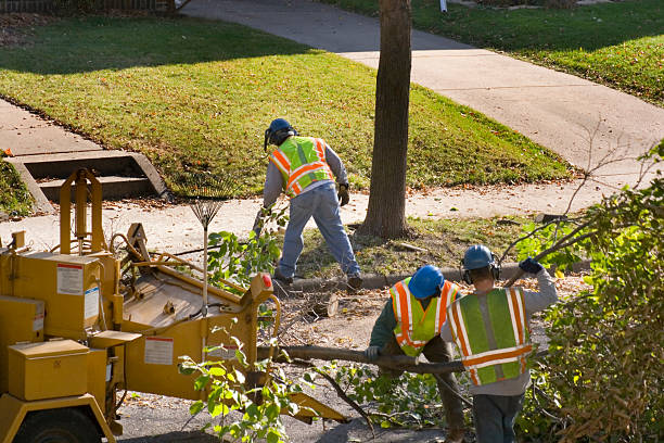 How Our Tree Care Process Works  in  Seaside, CA