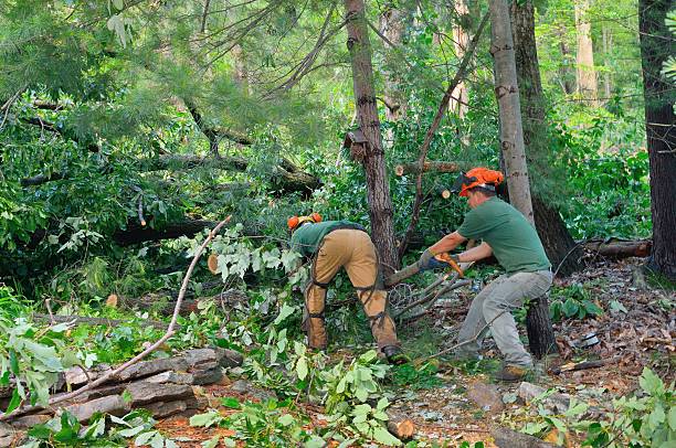 Best Tree Trimming and Pruning  in Seaside, CA