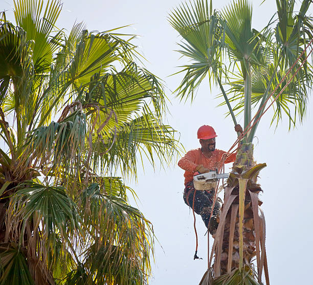 Best Tree Cabling and Bracing  in Seaside, CA