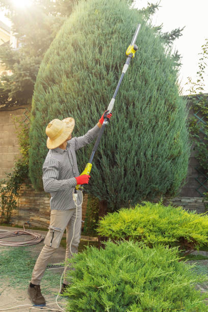 Best Tree Disease Treatment  in Seaside, CA